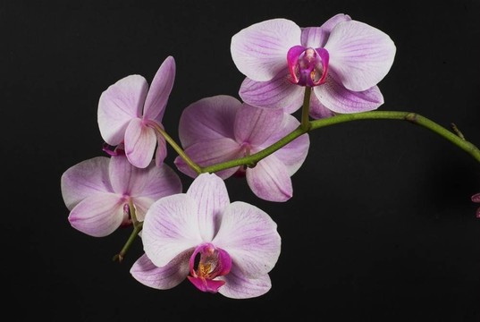 蘭花