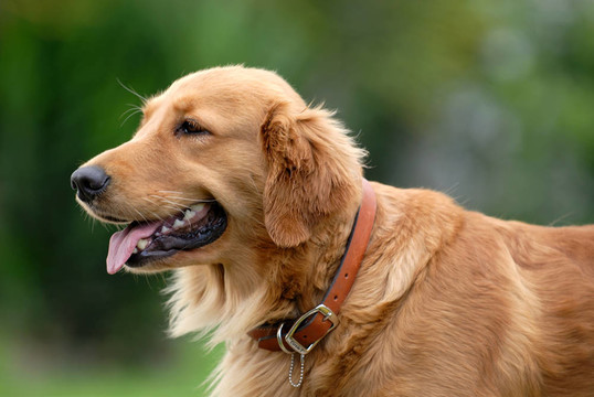 金毛巡回獵犬