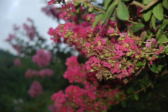 紫薇花