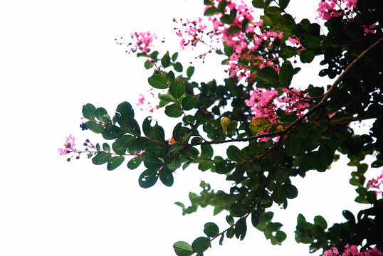 紫薇花