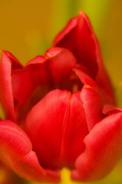 Flower的力量