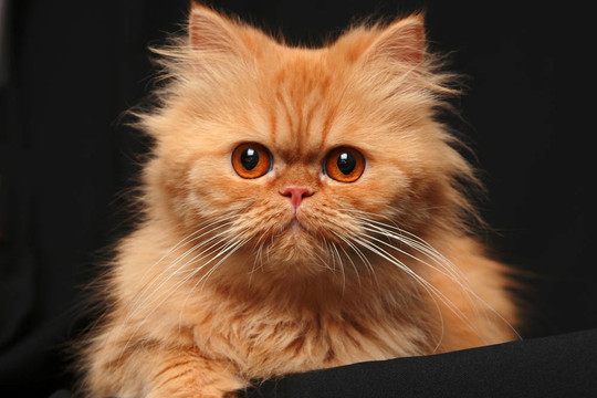 狡猾的貓