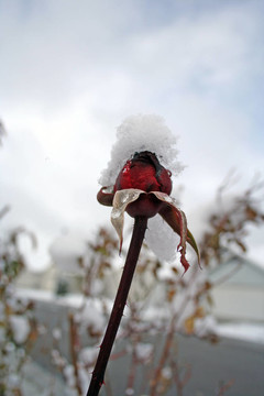 第一場雪的照片