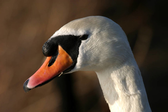 Mute Swan（Cygnus olor）
