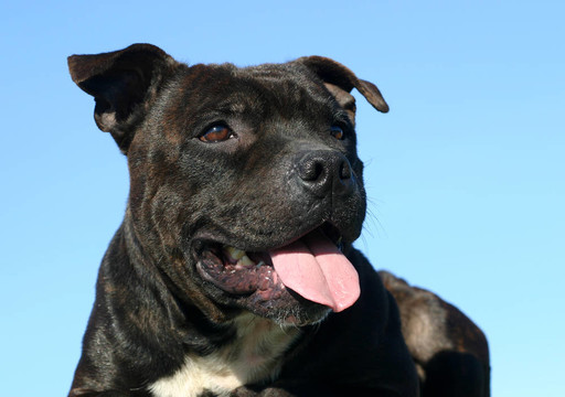staffie肖像