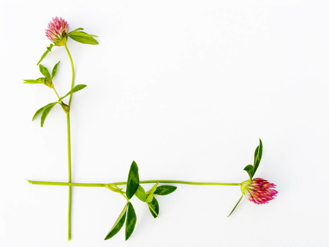 花的框架