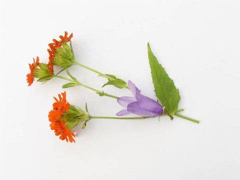 花束