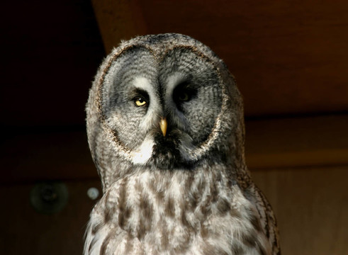大灰貓頭鷹（Strix nebulosa）