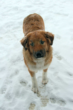狗在Snow