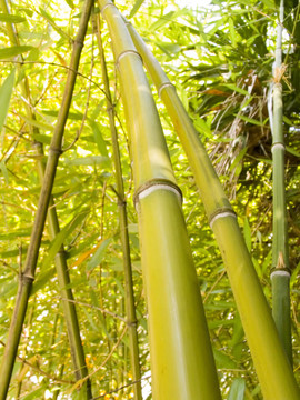 竹林