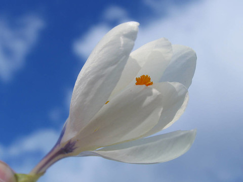 手上的花