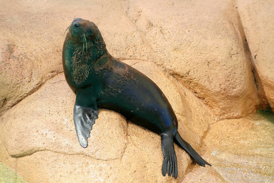 小海豹