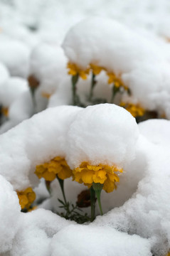 金盞花在雪中