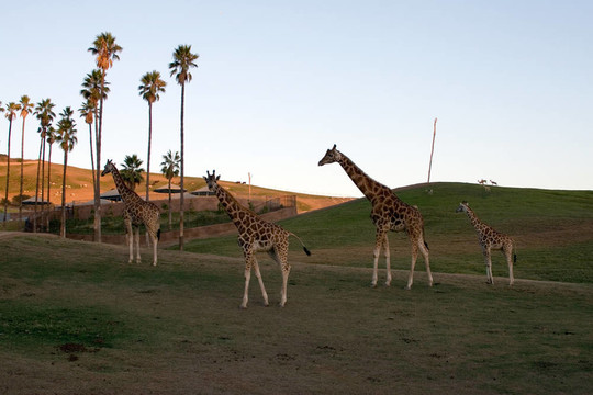 Giraffe的家人