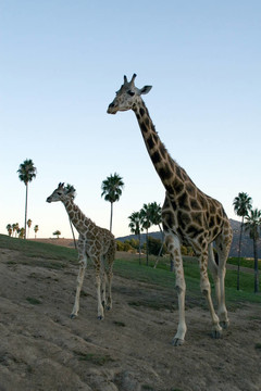 Giraffe的家人