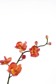 蘭花