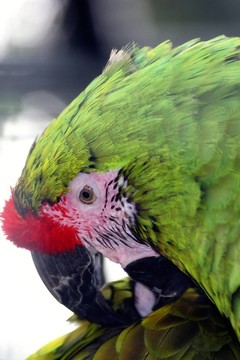 Parrot的頭