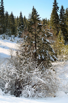 藍(lán)天和雪