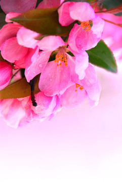 蘋果花