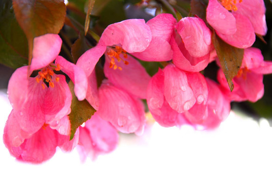蘋果花