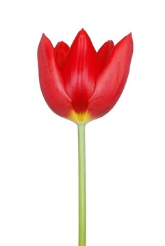 紅色的郁金香