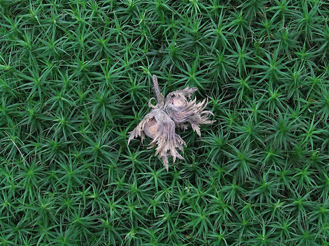 榛子和苔蘚