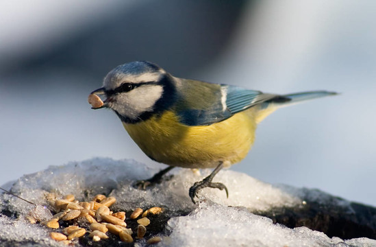 藍(lán)雀鳥食籽