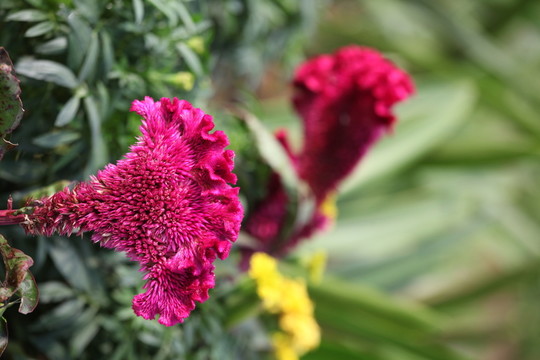 雞冠花 中藥材