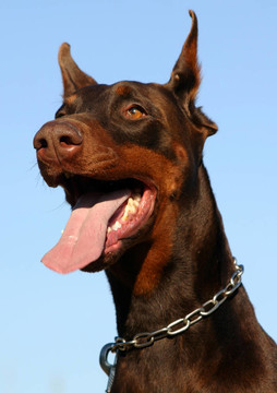 頭杜賓犬