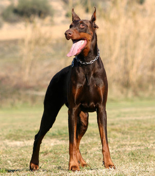 杜賓犬直立
