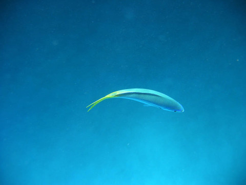 水下魚