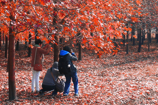 楓葉正紅采風(fēng)忙