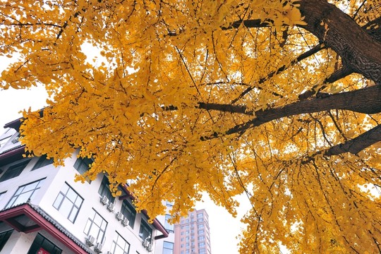金黃色樹(shù)葉 銀杏樹(shù)葉