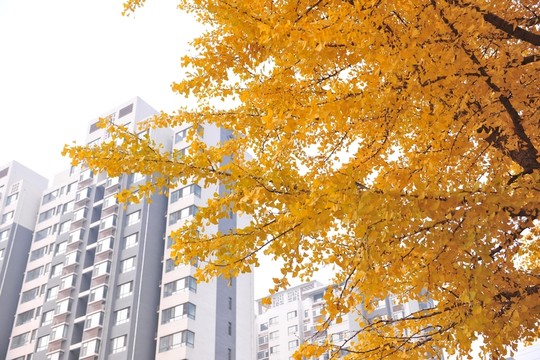 銀杏樹 黃葉 金秋