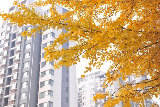 銀杏樹