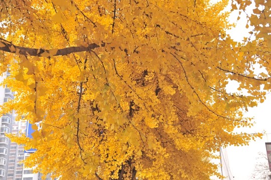 銀杏樹(shù)