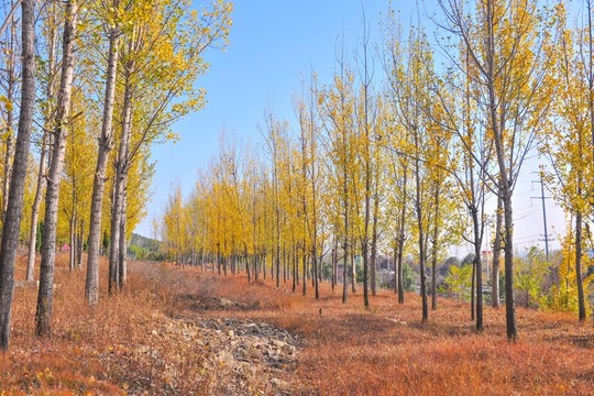 秋天樹林