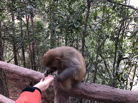 張家界猴子