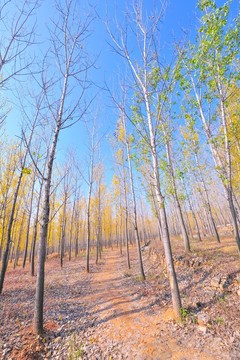 秋天 秋色 樹林 風(fēng)光 風(fēng)景