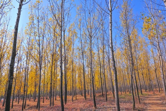 楊樹林