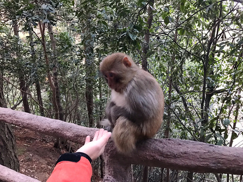 張家界猴子