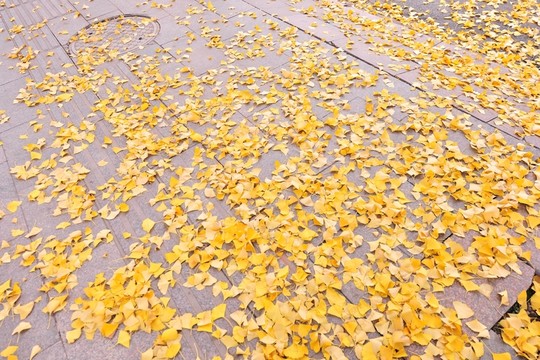 落葉   銀杏樹葉