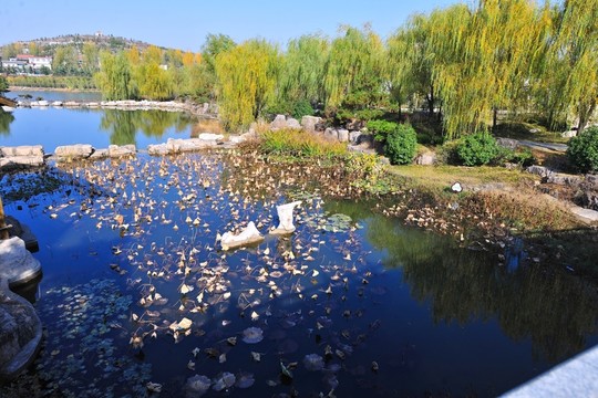 池塘  水景   景區(qū)