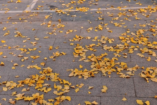 遍地黃葉
