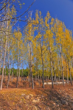 樹林