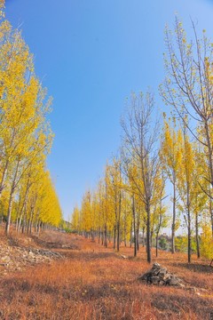 秋天樹林