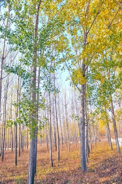 樹林