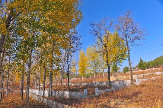 秋天樹林   樹木