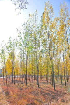 樹林