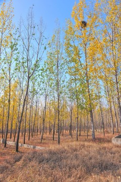 樹林